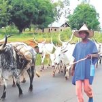 Fulani group cries out for Justice, Cattle breeders have relocated, accident, cattle, cows
