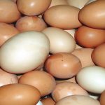 Eggs