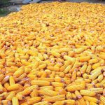 IITA
