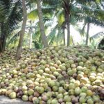 stakeholders task research institutes, coconut, coconut subsector, Nigeria