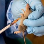 Seven die of lassa fever in Kogi as govt confirms 41 cases, Lassa fever, Ondo records 32 cases