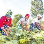 Women farmers in Bauchi, farmers agric farmers, agriculture budget, small scale women farmers, FG
