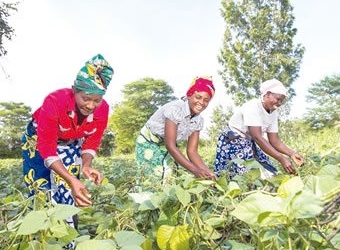 Women farmers in Bauchi, farmers agric farmers, agriculture budget, small scale women farmers, FG