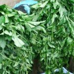 Using common African vegetables for health