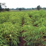 Farmers cassava, Man machetes sibling, sister-in-law, labourer to death in Ebonyi