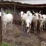 Stakeholders seek modern ranching to harness 0bn livestock animal local cattle, 81 traditional leaders reject