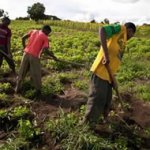 farmers farmer, ritualists, Ogun