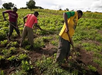farmers farmer, ritualists, Ogun