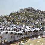 Arafat