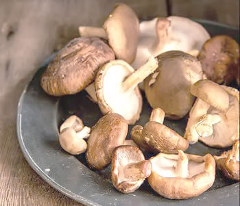 mushroom cultivation