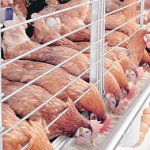 feeds disinfection of live bird markets,poultry, period, business, Gombe poultry