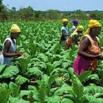 Kwara women farmers , farmers, ABP, industrialisation