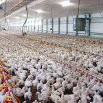 poultry
