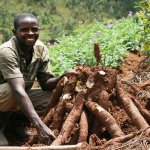 training, cassava farmers