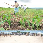 ARMTI , youths, farming, Agriculture, internally displaced persons,IDPs, Food,