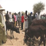 Miyetti Allah urges members to embrace peace in Nasarawa, Miyetti Allah announces killing of members, We have no hand in attacks on Benue communities , Miyetti Allah, Buhari, election, Miyetti Allah meet governors