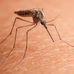 Why mosquitoes are changing behavioural patterns in Oyo