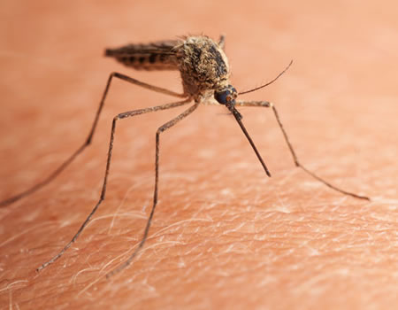 Why mosquitoes are changing behavioural patterns in Oyo