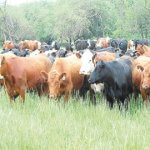FG should conduct census, herdsmen cattle, Cattles, south sudan