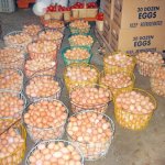 eggs COVID-19, Sokoto, palliatives