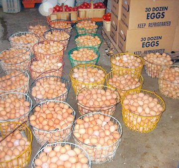 NOA, mitra asosiasi unggas untuk mempromosikan telur sehari untuk anak-anak