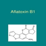 Aflatoxin contamination in food