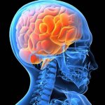 BRAIN