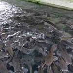catfish, COVID-19