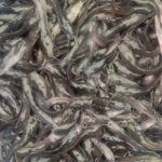 fishes