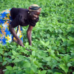Rhiza Africa, data-driven agricultural technology, standard bank, farmers