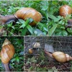 Giant snail