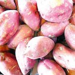 Potato
