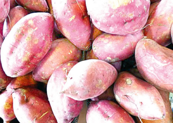 Potato
