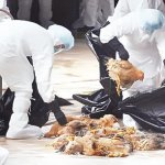 WHO confirms case of bird flu, Bird borders vaccination birds,Bird flu spreads, Bird Flu: Compensate poultry farmers, PAN begs FG