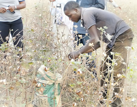 cotton, central bank, cotton farmers