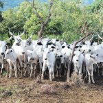 cows bus highway Bauchi ,Organise dialogue with farmers, Amotekun arrests over 100 cows, Cattle destroy farms, Benue govt impounds 376 cows over open gazing, Bobi Grazing Reserve, animal husbandry, zamfara, cows
