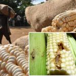 Maize stem borer