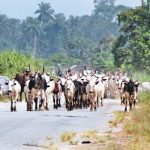 fulani-herdsmen, cows, Bauchi, Insecurity