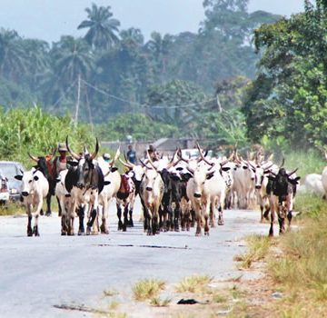 fulani-herdsmen, cows