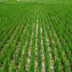 rice farm