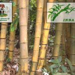 International Network for Bamboo and Rattan