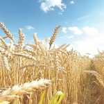 wheat farm, CBN to reduce bn annual expenses for wheat import