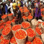 Tomato , surplus period, farmers