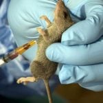 Lassa fever, Lassa fever cases