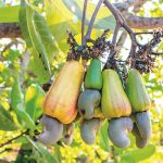 cashew, cashew farmers, Nigeria, agriculture