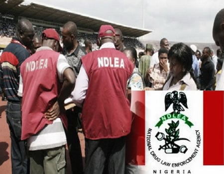 NDLEA intercepts over 2.4million tramadol pills from Pakistan at Lagos airport, NDLEA raids Abuja garden, arrests 6 over drug cookies, noodles, NDLEA intercepts 1.5m tramadol tablets going to Kebbi, Kano, other drugs at Lagos airport, seaport, NDLEA destroys 233,778 kg of marijuana in Edo, arrest 351 suspected drug dealers, NDLEA nabs drug dealer behind cocaine found in Lagos airport toilet, NDLEA intercepts 2,060kg heroin, others at Lagos airport, Ondo, Edo, Kano, NDLEA intercepts 24,311kgs heroin, codeine in fresh drug busts at Lagos airport, Tincan seaport, NDLEA nabs lady, NDLEA nabs 90-year-old, NDLEA arrests 30 drug traffickers, NDLEA raids eateries in Plateau, NDLEA warns of new ways of drug, NDLEA nabs two for selling drugged, NDLEA arrests 133, drug traffickers, NDLEA drugs, NDLEA, drug dealers, Anambra