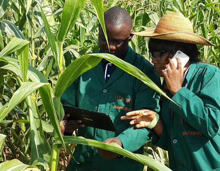 Agric IITA, digital tools, herbicide calculator