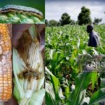 Armyworm farmaland infestation Nigeria