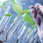 Nigeria's GMOs debate