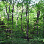 ‘Why Niger Delta mangrove forests must be protected’, forest, forestry development